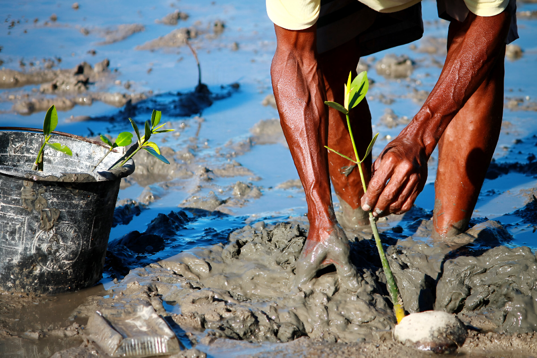 Coastal Ecosystems