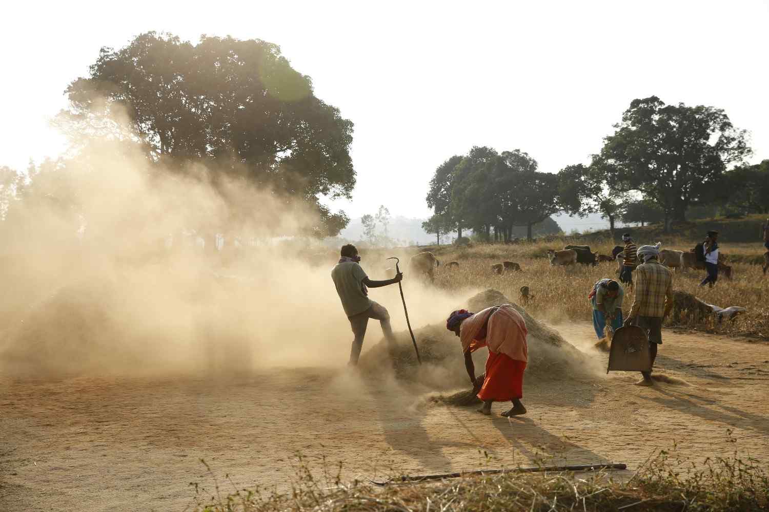 Rural Livelihoods