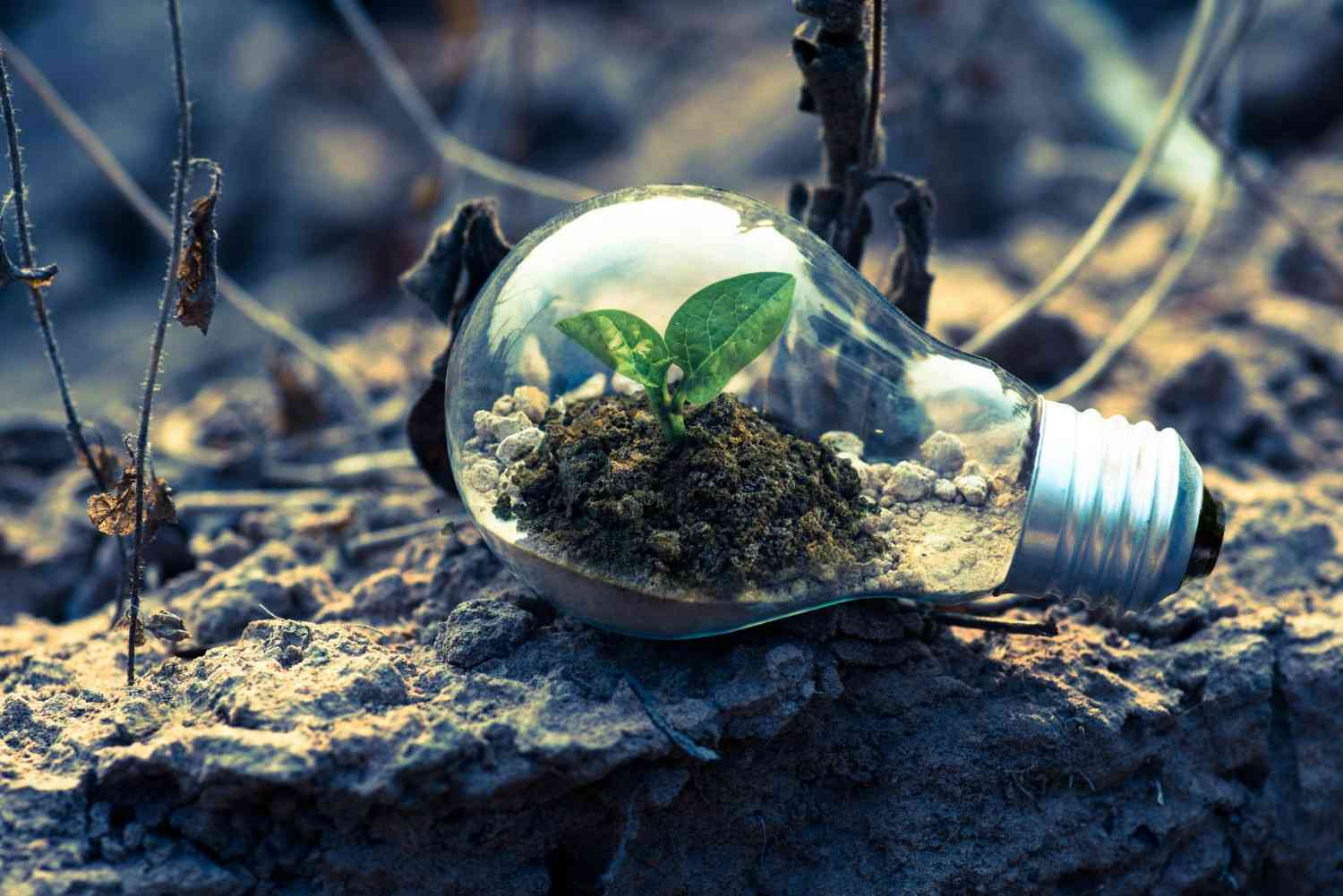 Climate Action